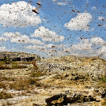 Migratory locusts eat Madagascar into disaster!