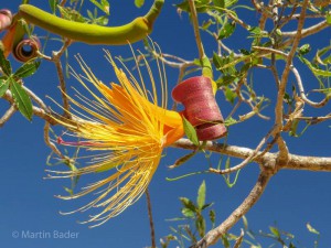 Baobab Flower