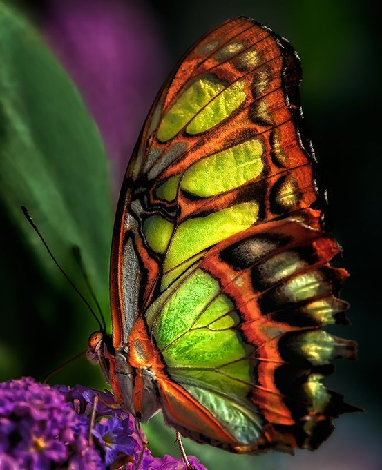 papillon-malachite